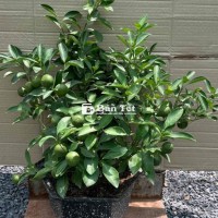Quất bánh xe sai trĩu quả
