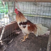 Thái Mỹ 2kg5