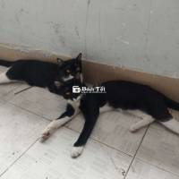 Cần Tìm Chủ Mới Cho 2 Bé Mèo Đáng Yêu  