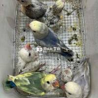 Vẹt Lovebird Cần Tìm Chủ Mới