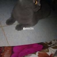 Gã đàn mèo anh