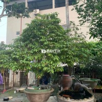 Cây hoa dẻ vàng nhà trồng - Sẵn sàng để chơi, hương thơm ngát