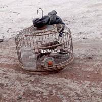 Chim cu gáy 2 năm lồng