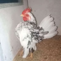 Gà Cùi Dư - Trống Xám Bò/Xám Bông, Zin Nguyên Con, Chưa Qua Dao Kéo  