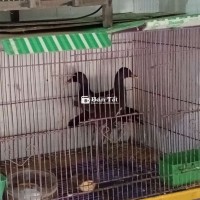 Cặp trích ré chất lượng, giá tốt cho anh em đam mê