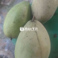 Xoài tượng