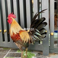 Cần bán Gà Chuối Jap Mỹ chất lượng cao