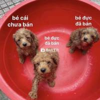 bé Poodle nhà đẻ - gen tốt - Siêu khoẻ mạnh