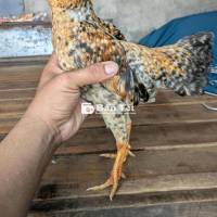 Gà Tre Bắc Đảm Bảo Chất Lượng, Đầu Tư Đúng Đắn