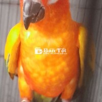 Sun mái tuổi SS, bán 4.8 triệu, AC. Quan tâm vui lòng liên hệ. Cảm ơn và chúc bạn may mắn!  
