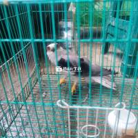 Giao Lưu Mới Bắt Được Không Biết Nuôi, Bán Hoặc Giao Lưu Lòng Chào Mào  
