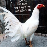 Lúa non trạng trên 1 kg 2 hiện gần 1 kg Gà tre zin. Hàng nhà cản chuẩn, anh em chơi. Ai hợp lý hãy liên hệ giúp mình nhé. Cảm ơn anh em!