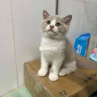 Mèo Anh Lông Ngắn Bililac Tìm Chủ Yêu Thương