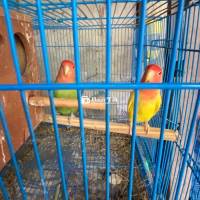 Cặp Lovebird Sinh Sản Chuẩn Vàng - Xanh