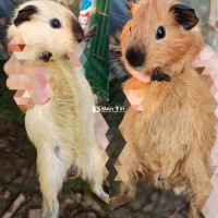 Thanh Lý Nhanh Cặp Bọ Ú Cali Giá 300k  