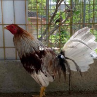Gà Tre Cuban Lai 5,5 Tháng - Tốc Độ, Lì Lợm, Chất Lượng Cao