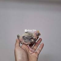 Cockatiel Pearl Tìm Chủ Huấn Luyện  