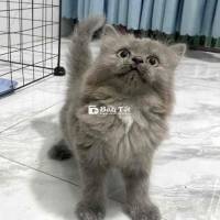 Mèo Con Cần Tìm Ba Mẹ Mới  