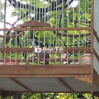 Mới bẫy dính