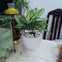 Sale 4 bình cây thủy sinh