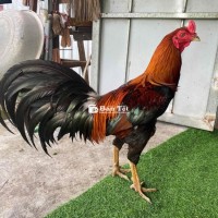 3ki tay ok mùa lở mới bắt vào..