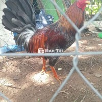 Gà đá Xám F1 Silmy 2kg500 Thanh Lý