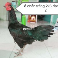 Ô ước chân trắng 2k8 ,