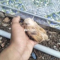 Serama con, giá rẻ, Long An