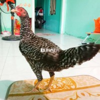 Gà Thái màu độc