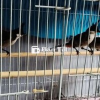 Bồi Nghệ An Bộ Đẹp Mào Lân Cao Cầu Chất Lượng