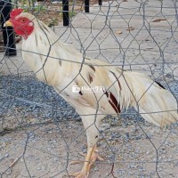 Bướm Bướm 2k6 To Điều - 2k7 Chân Vàng Tám Móng Đen  