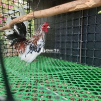 Gà Tre Thái Bông 1 Năm Tuổi - Nuôi Kiểng Đẹp  