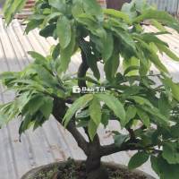 Bán Hoa Mai Già Mùa - Dọn Vườn Làm Nhà  