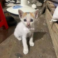 Mèo Tam Thể Tìm Nhà Mới Cho Bé - Ai Yêu Mến Bé Thì Liên Hệ Mình