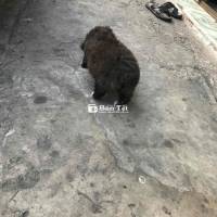 poople lai nhật.