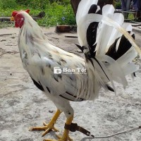 Trống bướm Mỹ F1 2.2kg