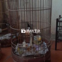 Minh băy đc em chao mao chim ai sông  chim ko thât