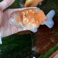 Thanh lý Ranchu và ORD - Giá tốt cho người yêu cá cảnh  