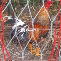 3ae cú lửa 3kg2