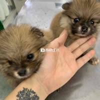 Bán chó con phóc sóc 2tháng tuổi