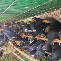 chim sáo nâu,sáo đen trưởng thành