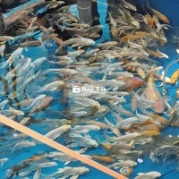 Thanh lý s4 5 vàng sps