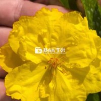 Mai vàng siêu bông bình lợi