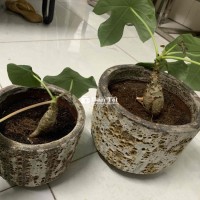 Sen lục bình - 2 chậu - 250k
