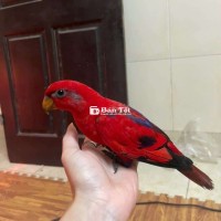Vẹt Non Red Lory Ngoan Hiền, Dạy Nói Được!