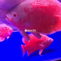 Tai tuong full red short body 261, một loài thú cưng độc đáo và thu hút sự chú ý của nhiều người yêu thích động vật. Với vẻ ngoài nổi bật, đặc biệt là lớp lông ngắn màu đỏ rực, chúng mang đến sự phá cách và cá tính riêng biệt. Lò phường Bình Trị Đông, quận Bình Tân tự hào giới thiệu đến bạn dòng tai tuong chất lượng, được chăm sóc kỹ lưỡng và đảm bảo sức khỏe. Đây là cơ hội tuyệt vời để trải nghiệm niềm vui khi sở hữu một thú cưng đáng yêu và độc đáo.  