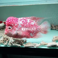 Cần bay em GB F2 sz 5 ngón