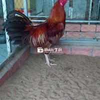 Nọc 3k7 Tay Tốt Đang Đi Lông - Chia Lại Cho Ai Bắt Về Đổ  