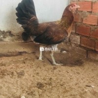 Gà Mái Mỹ Hatch Hạng Khủng - 7 Tháng Tuổi, 2kg6  