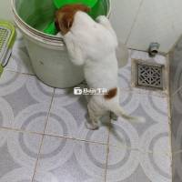 Chó con#chó bạch cẩu bối nguyệt